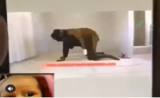 African Dog Sex - WATCH: Lagos Island Girl Haven Sex With Dog For Money â€“ NaijaTapeâ„¢