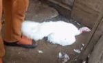 Nigerian Yoruba Boy Caught Having Sex With A Turkey