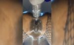 Fucking Escort Babe Ass And Pussy